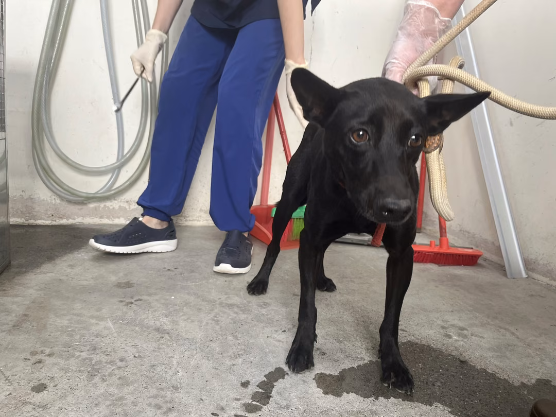 The dog, from the shelter's listing