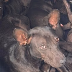 The dog, from the shelter's listing