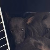 The dog, from the shelter's listing