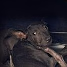 The dog, from the shelter's listing