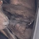 The dog, from the shelter's listing
