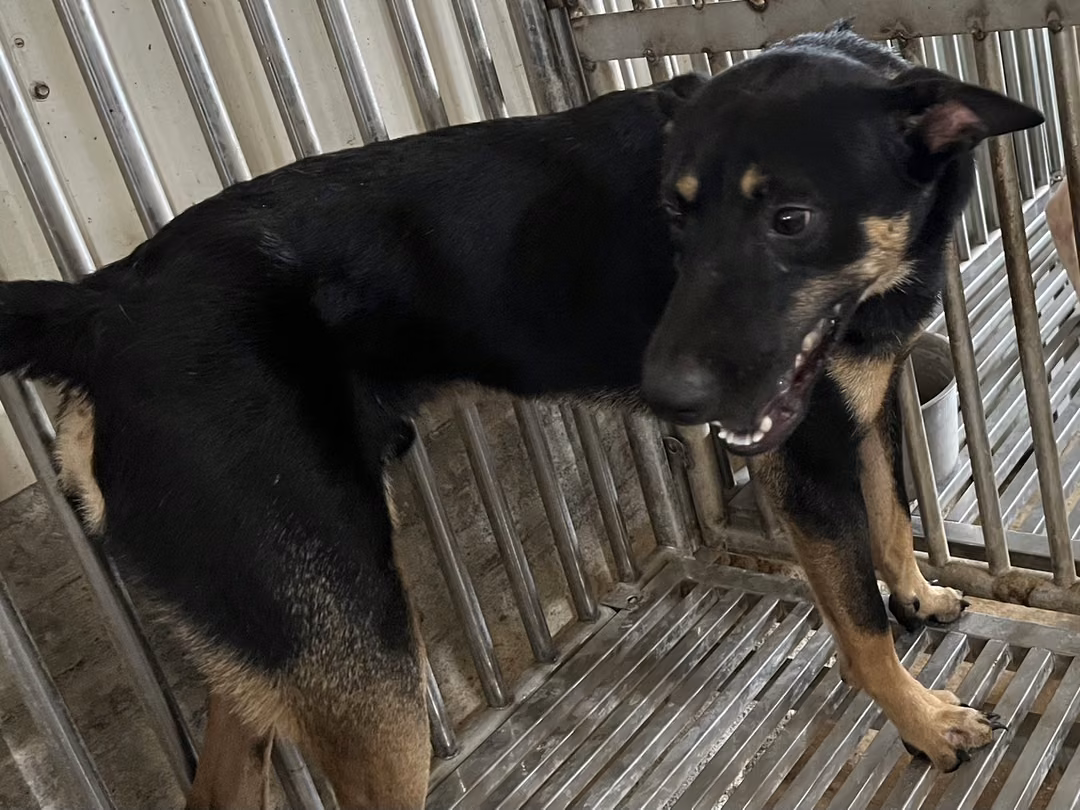 The dog, from the shelter's listing