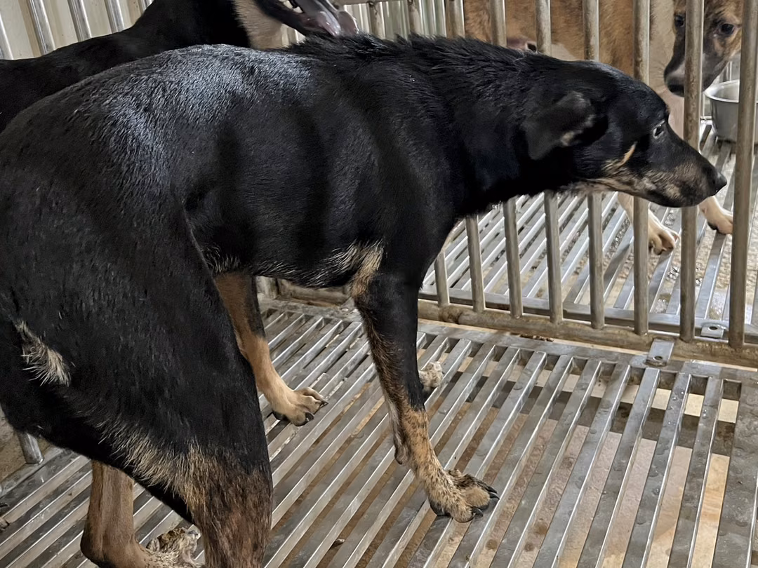 The dog, from the shelter's listing