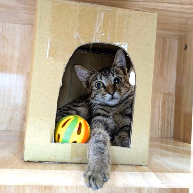 The cat, from the shelter's listing