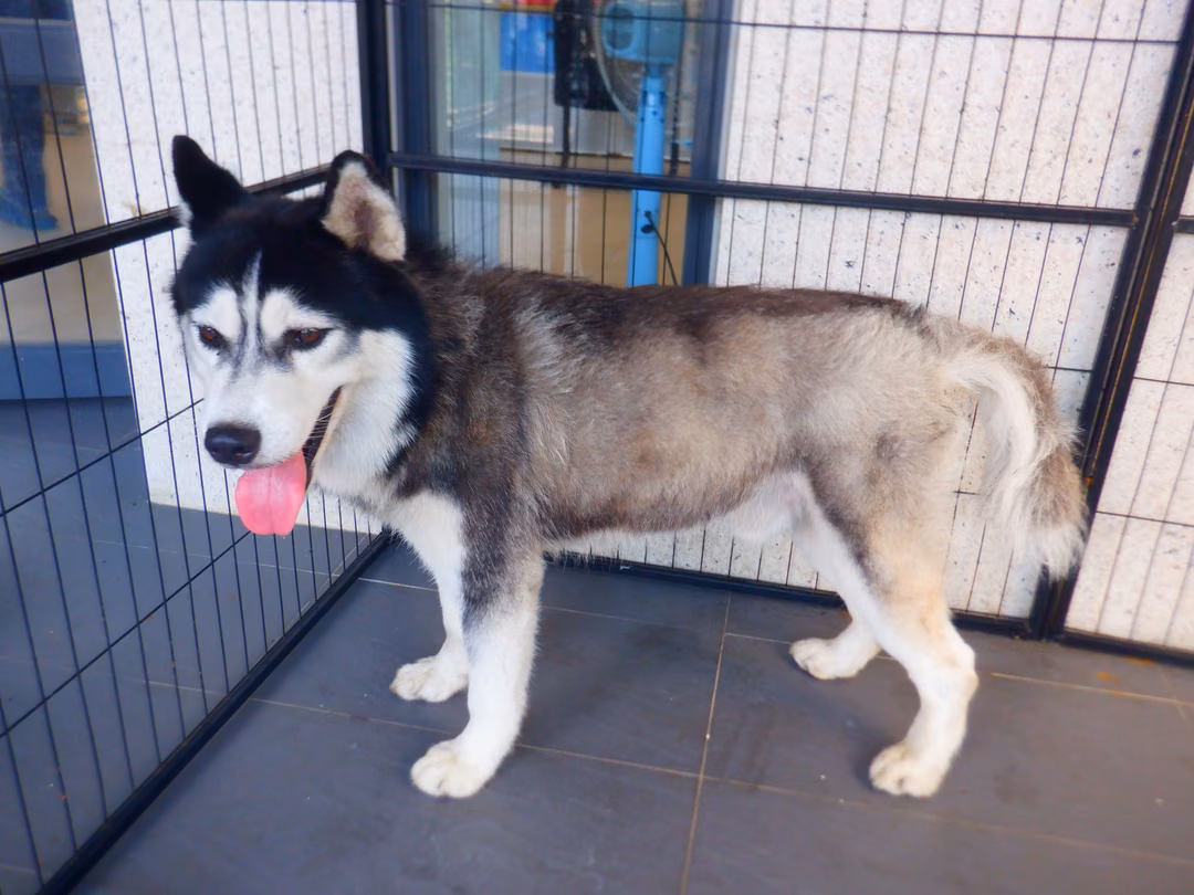 The dog, from the shelter's listing