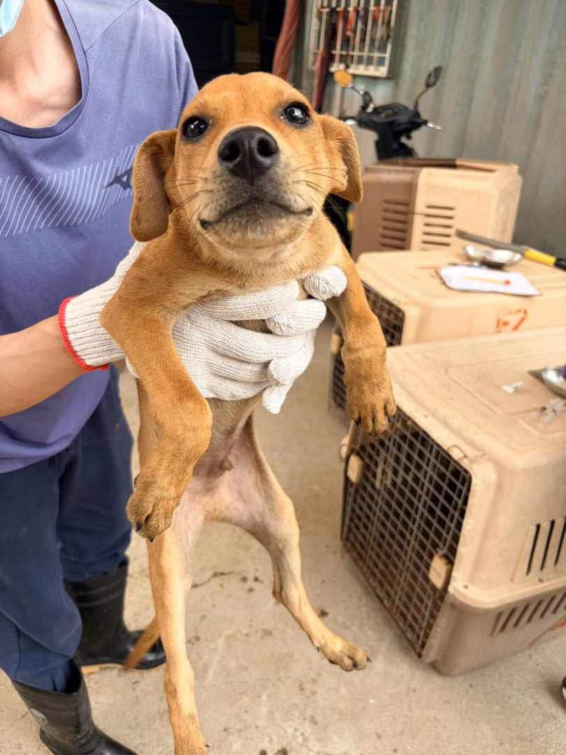 The dog, from the shelter's listing