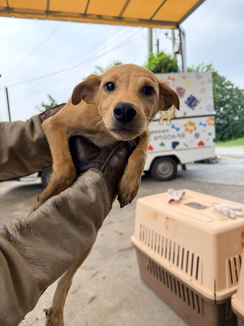 The dog, from the shelter's listing