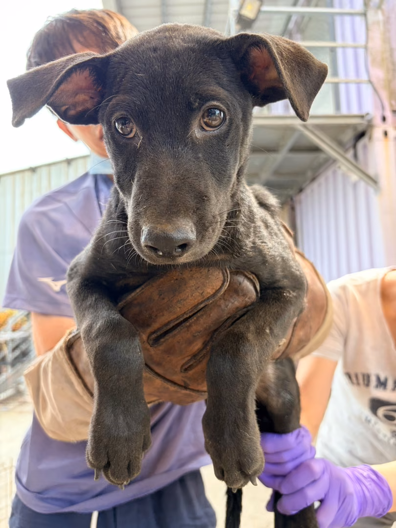 The dog, from the shelter's listing