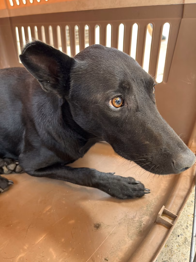 The dog, from the shelter's listing
