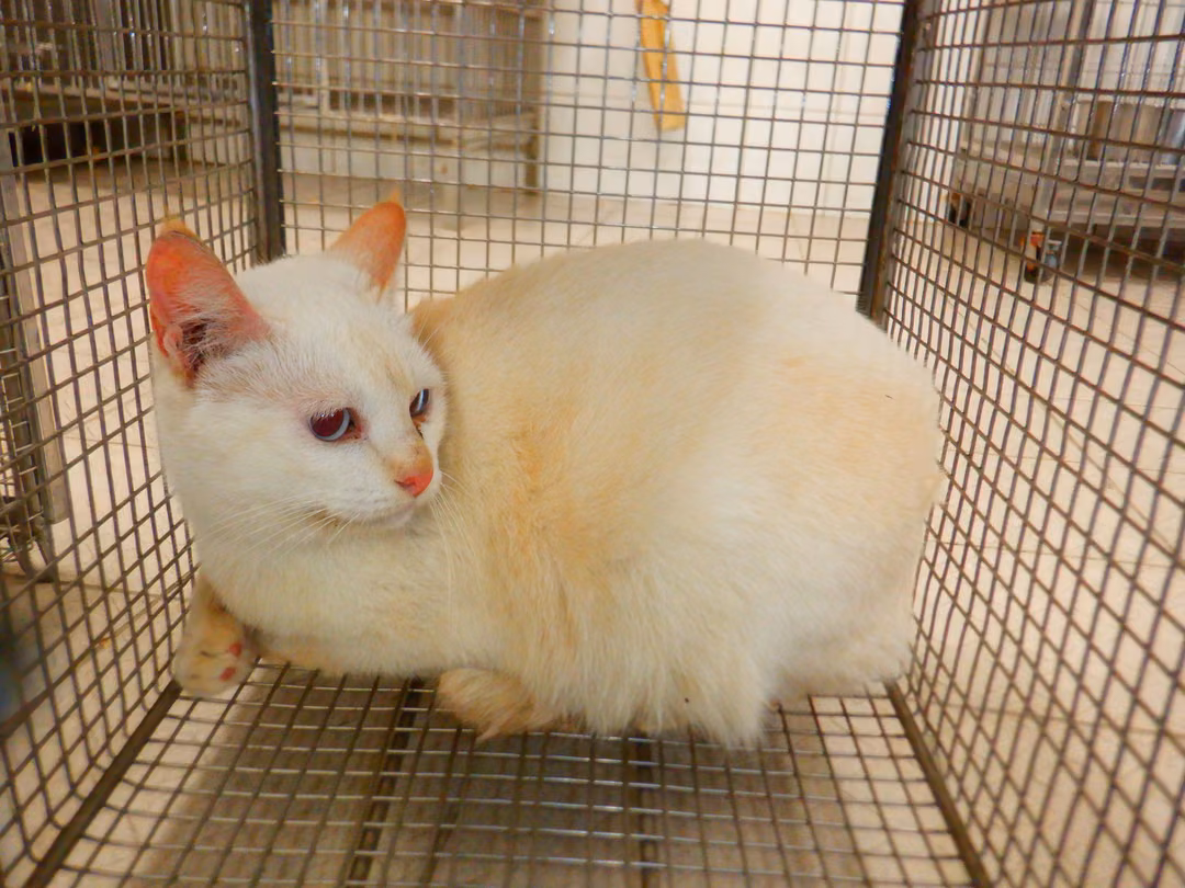 The cat, from the shelter's listing