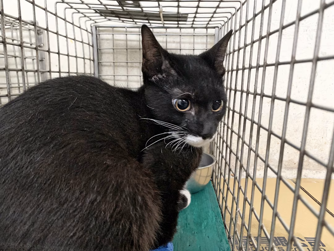 The cat, from the shelter's listing