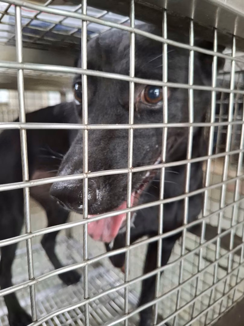 The dog, from the shelter's listing
