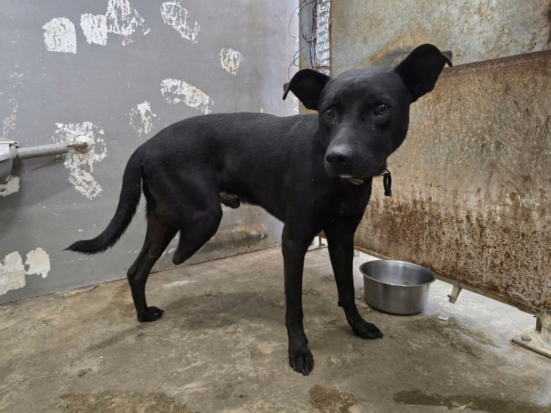 The dog, from the shelter's listing