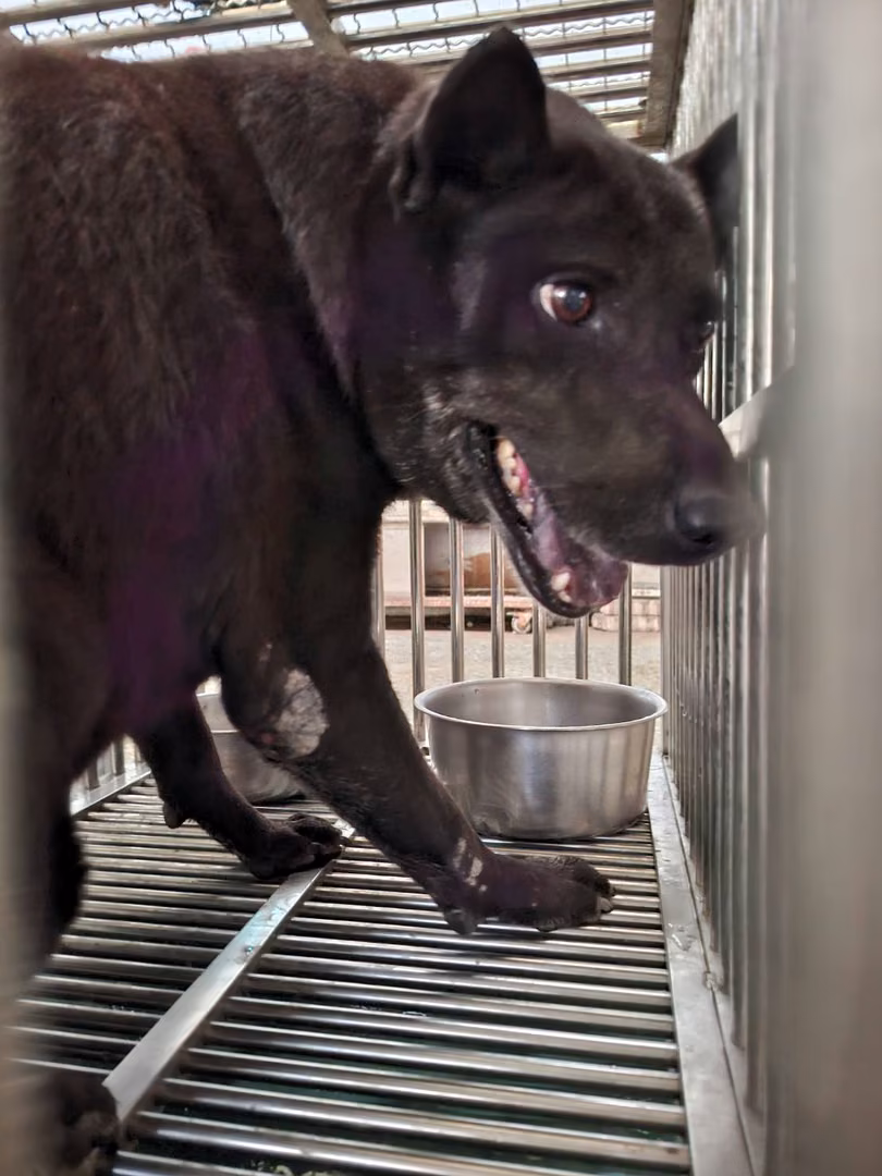 The dog, from the shelter's listing