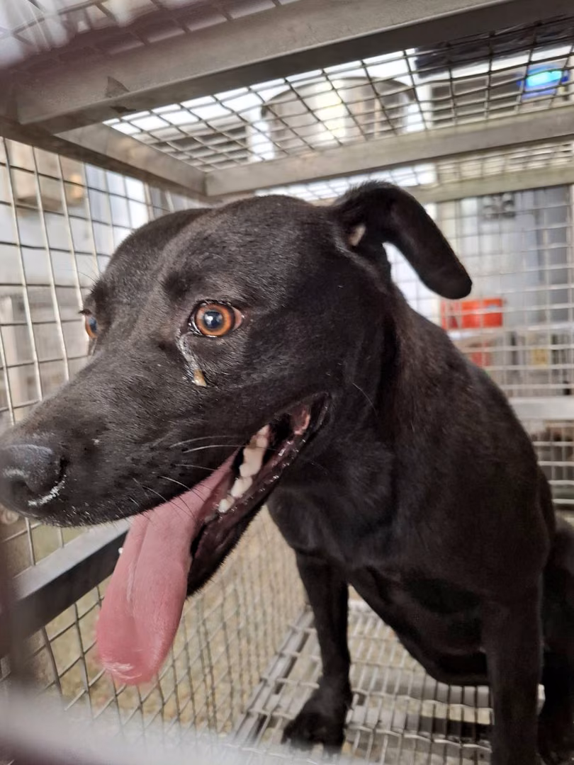 The dog, from the shelter's listing