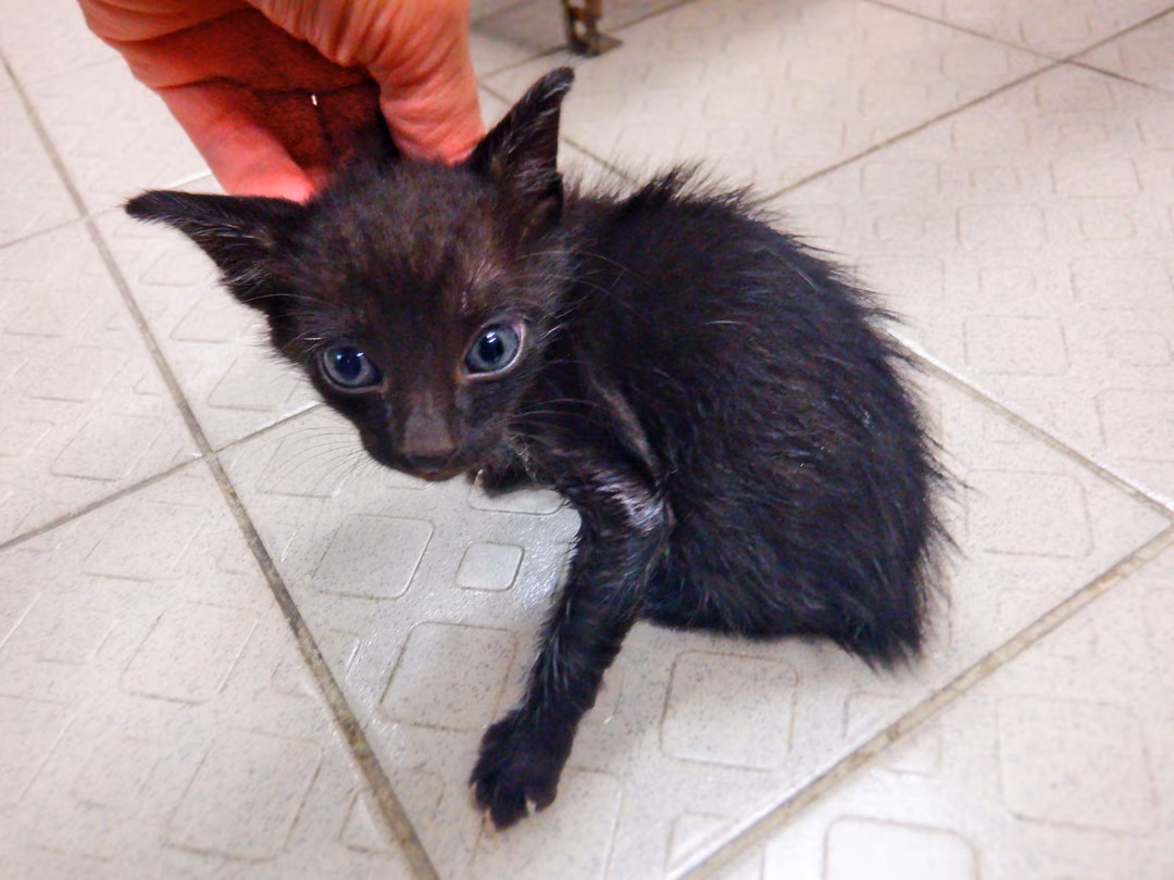 The cat, from the shelter's listing