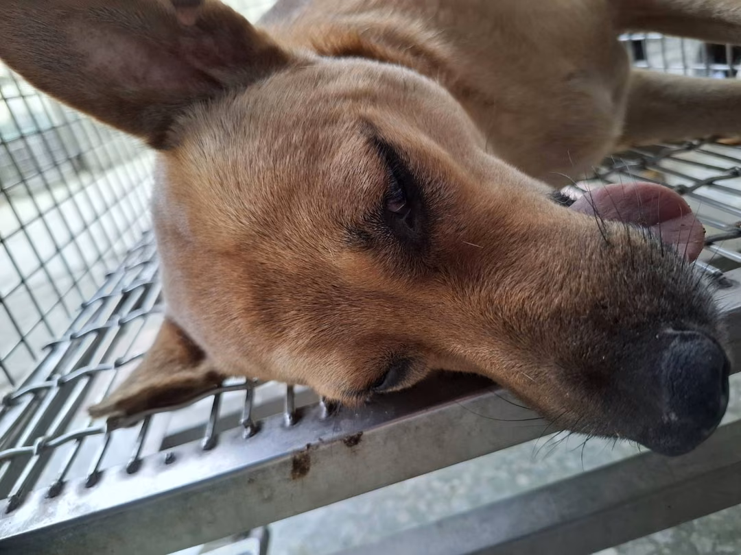 The dog, from the shelter's listing