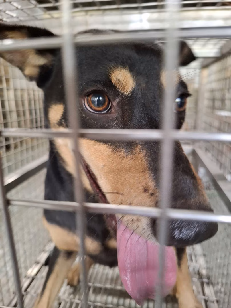 The dog, from the shelter's listing