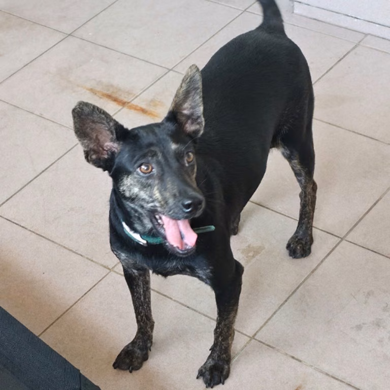 The dog, from the shelter's listing