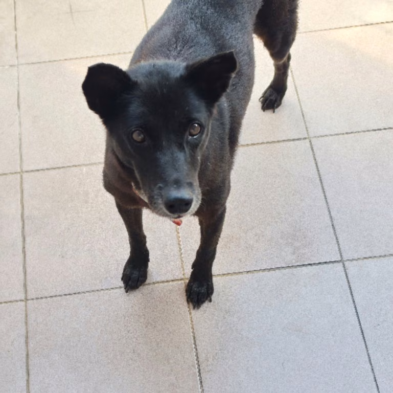 The dog, from the shelter's listing
