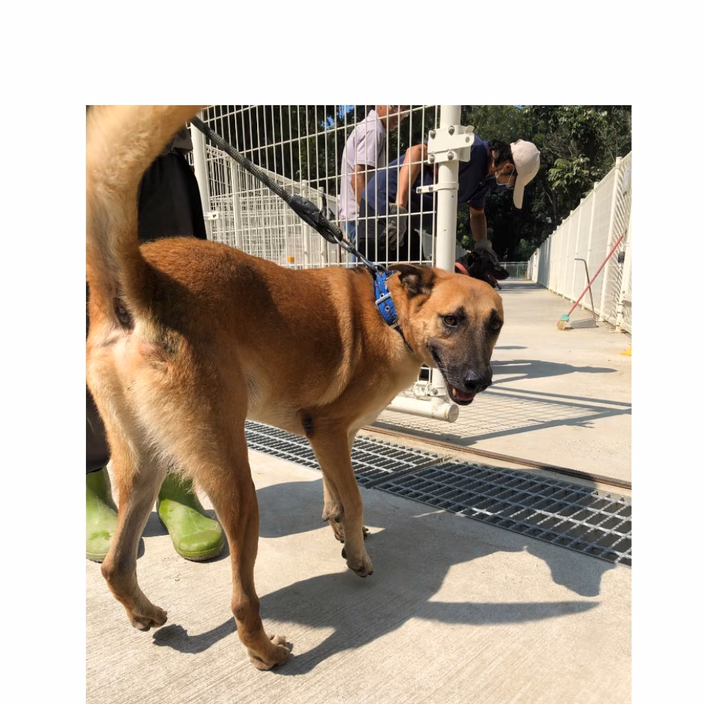 The dog, from the shelter's listing