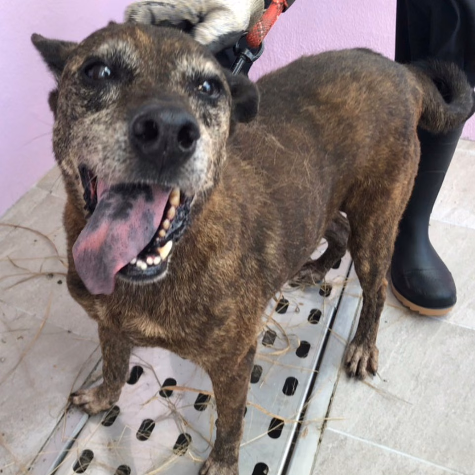 The dog, from the shelter's listing