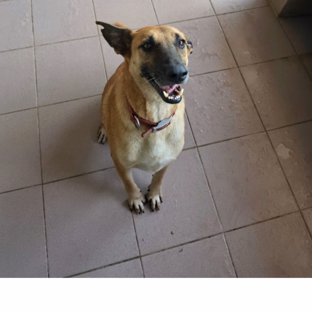 The dog, from the shelter's listing