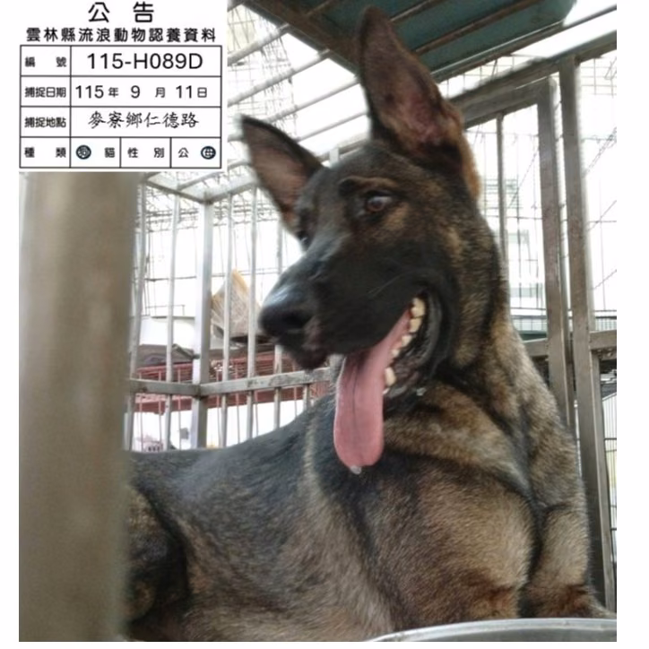 The dog, from the shelter's listing