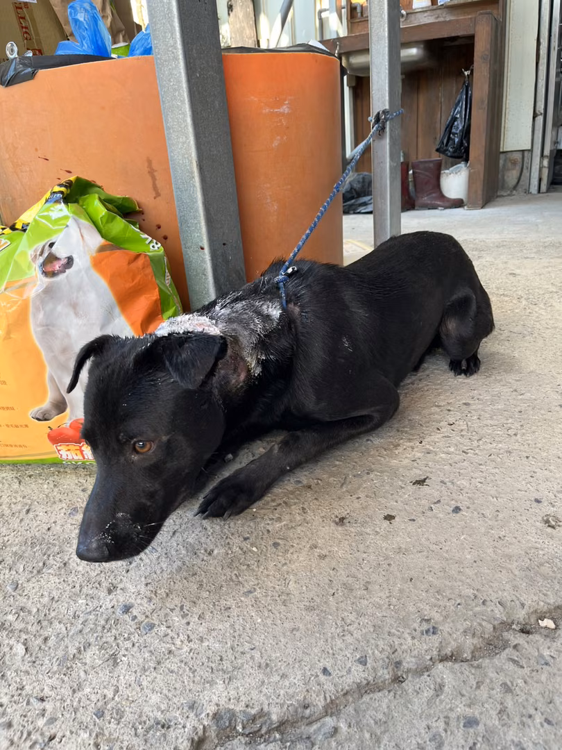 The dog, from the shelter's listing