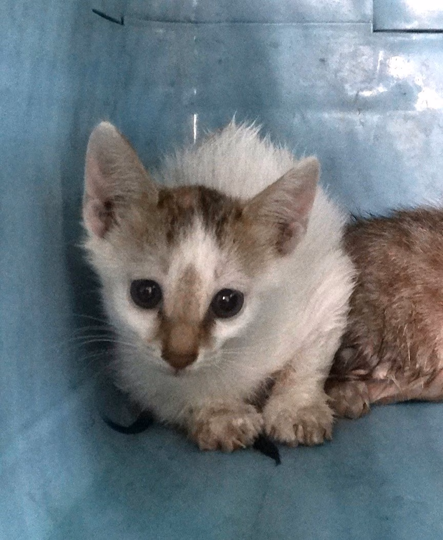 The cat, from the shelter's listing