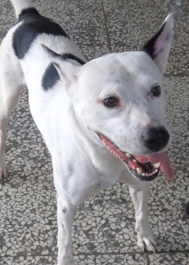 The dog, from the shelter's listing