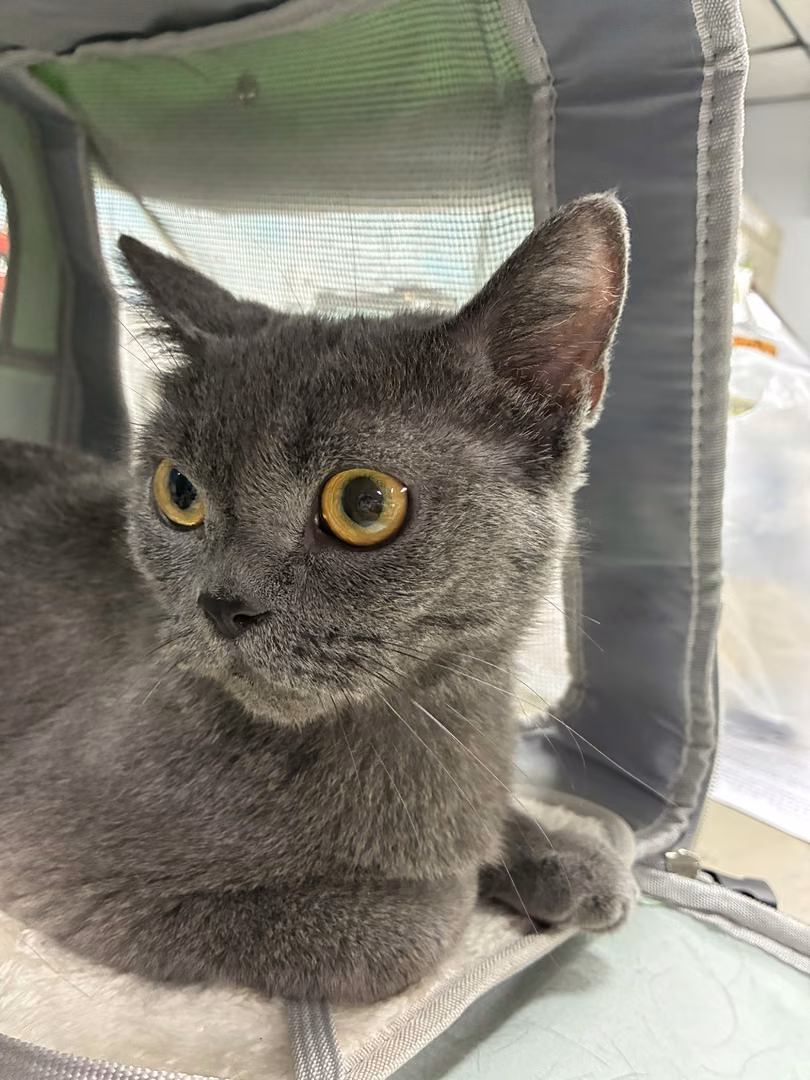 The cat, from the shelter's listing