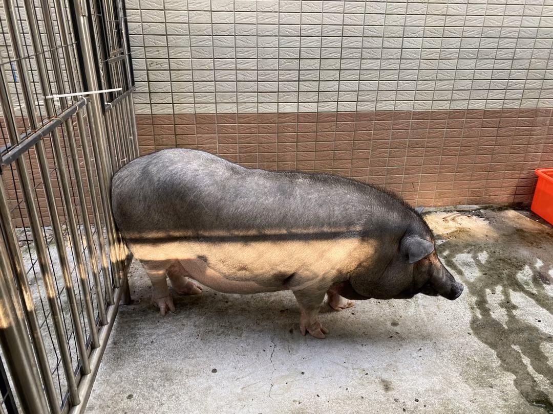 The pig, from the shelter's listing
