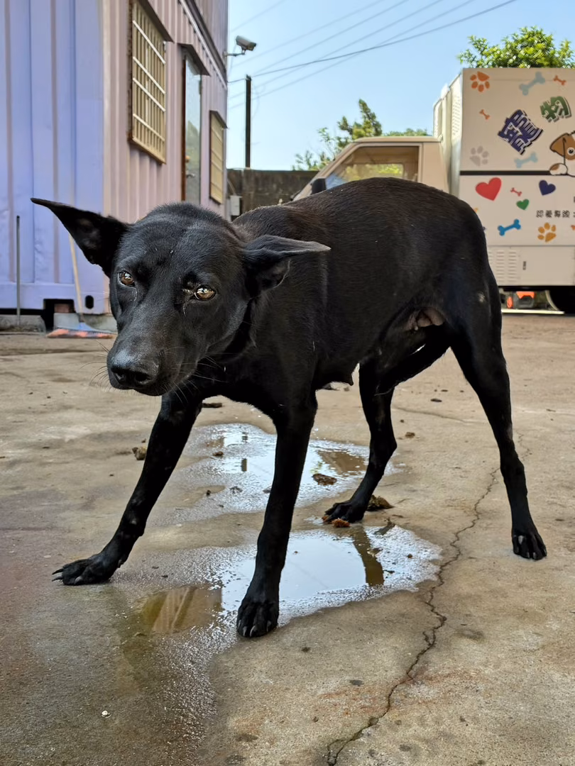 The dog, from the shelter's listing