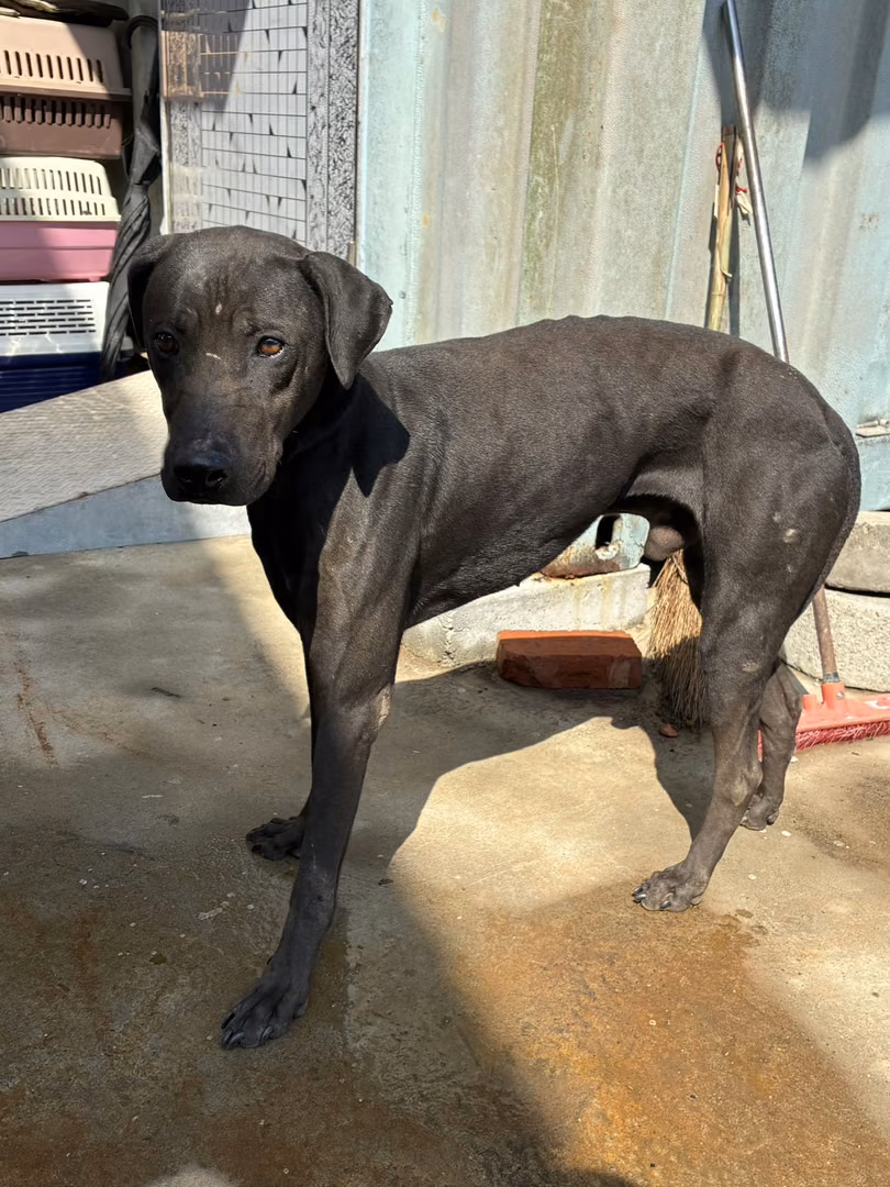 The dog, from the shelter's listing