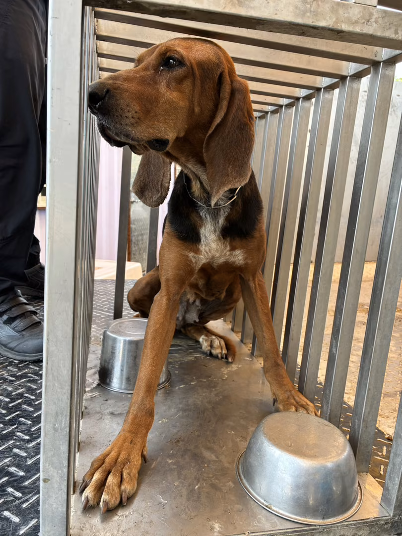 The dog, from the shelter's listing