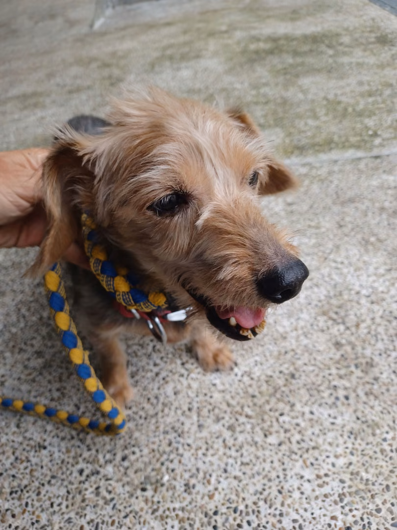 The dog, from the shelter's listing