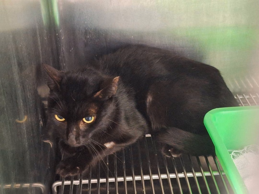 The cat, from the shelter's listing
