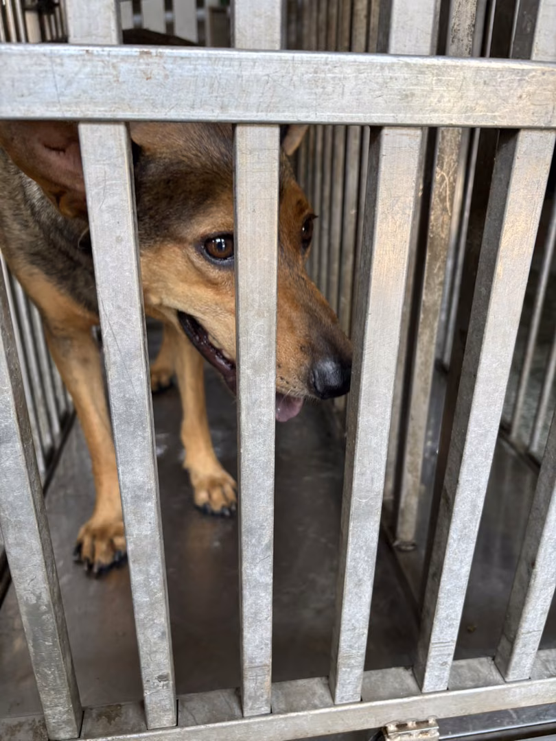 The dog, from the shelter's listing
