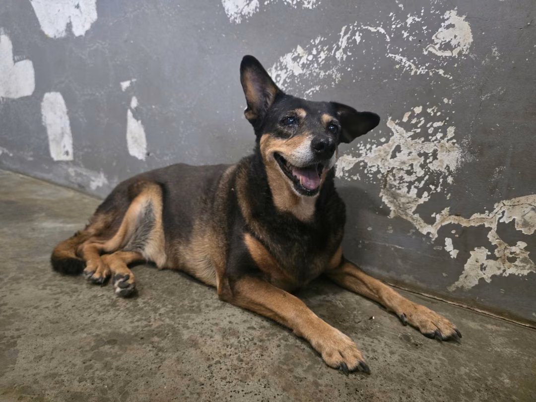 The dog, from the shelter's listing