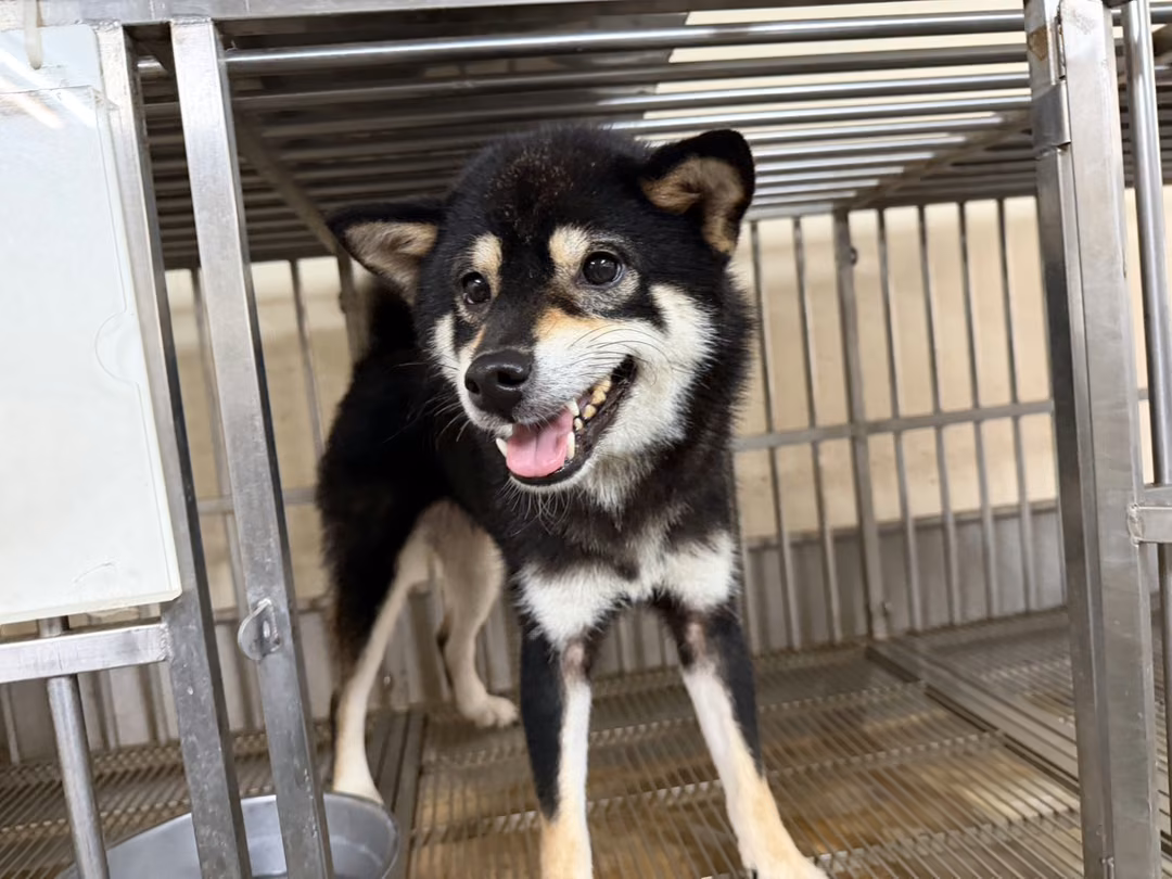 The dog, from the shelter's listing