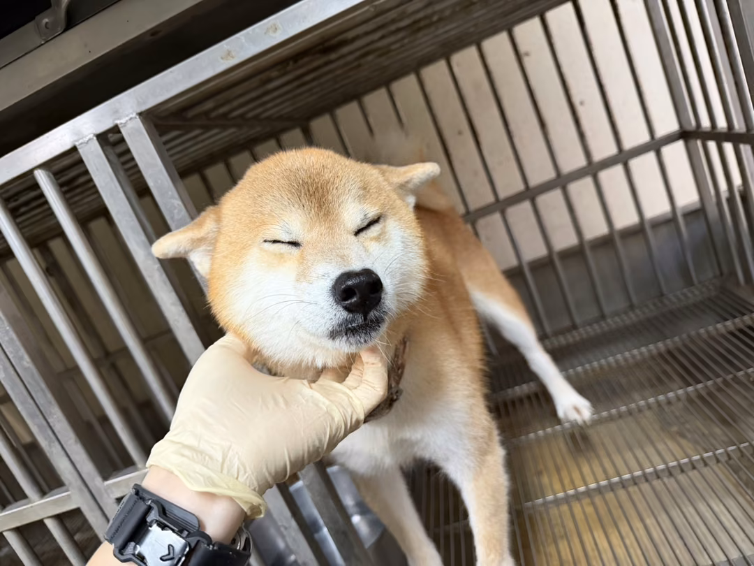 The dog, from the shelter's listing