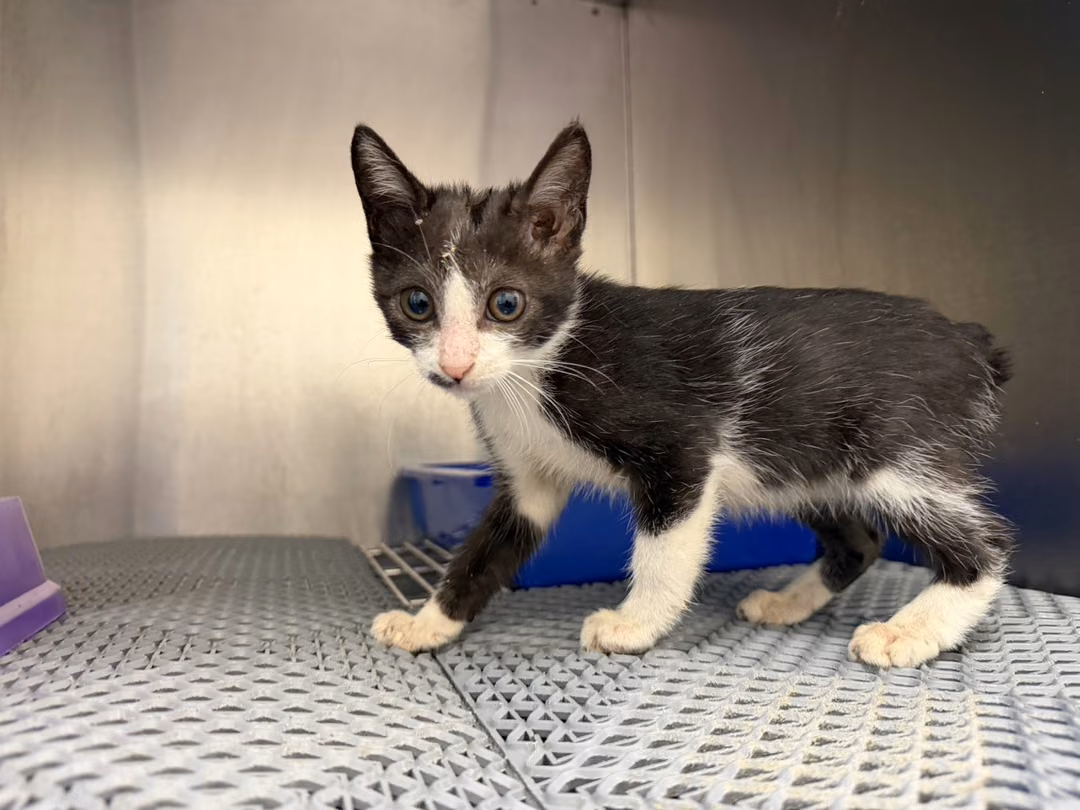 The cat, from the shelter's listing