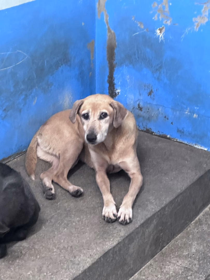 The dog, from the shelter's listing