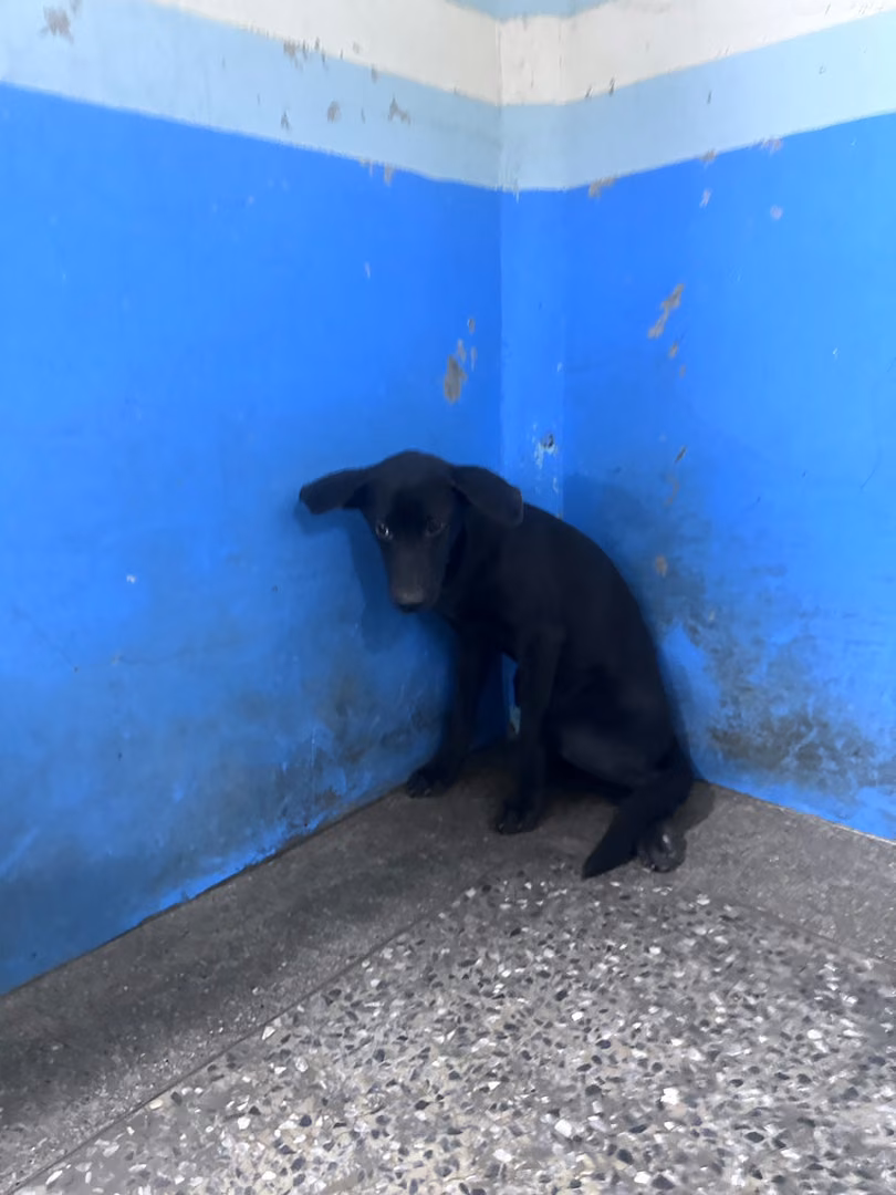 The dog, from the shelter's listing