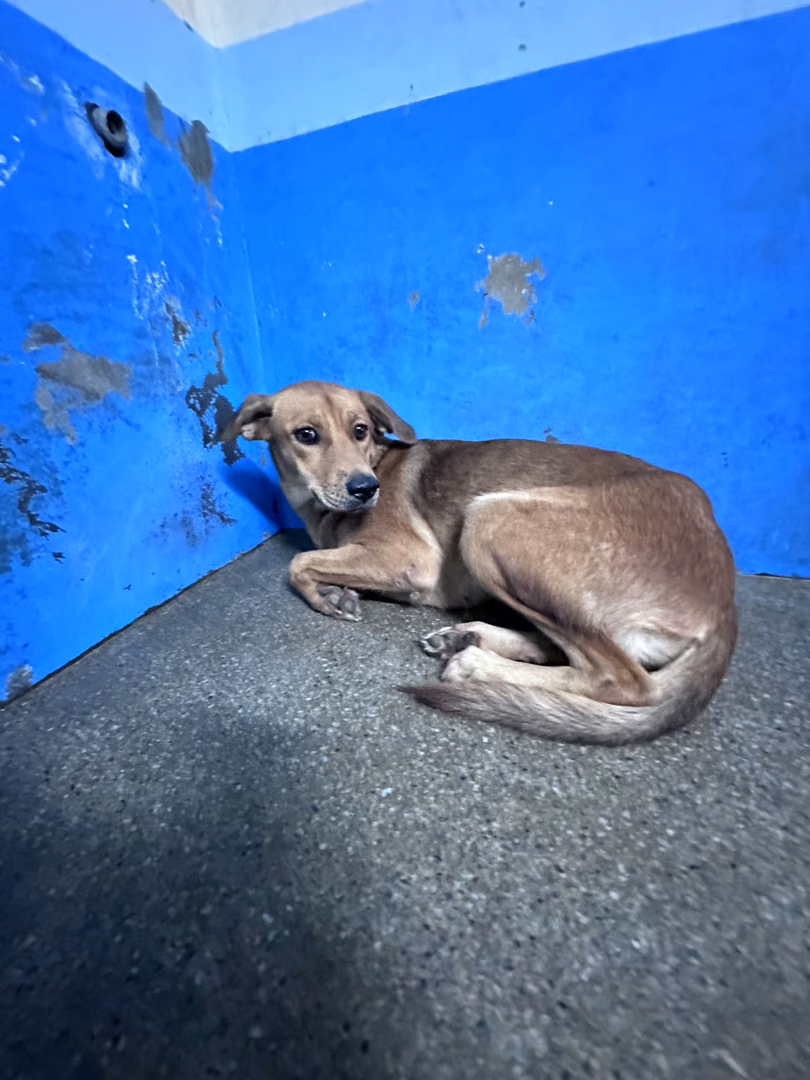 The dog, from the shelter's listing