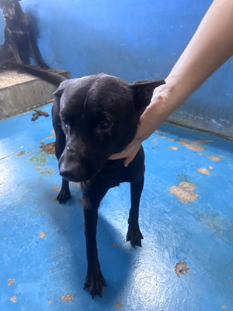 The dog, from the shelter's listing