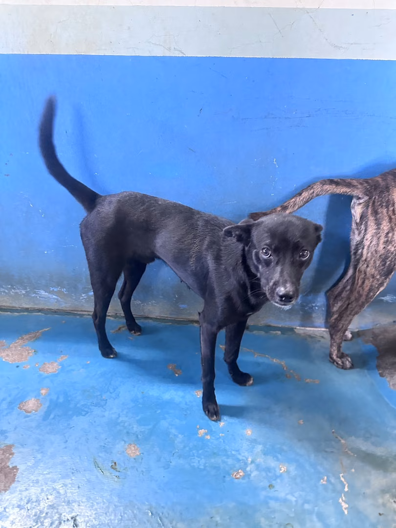 The dog, from the shelter's listing
