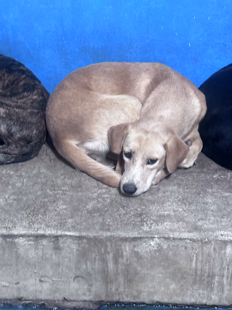 The dog, from the shelter's listing