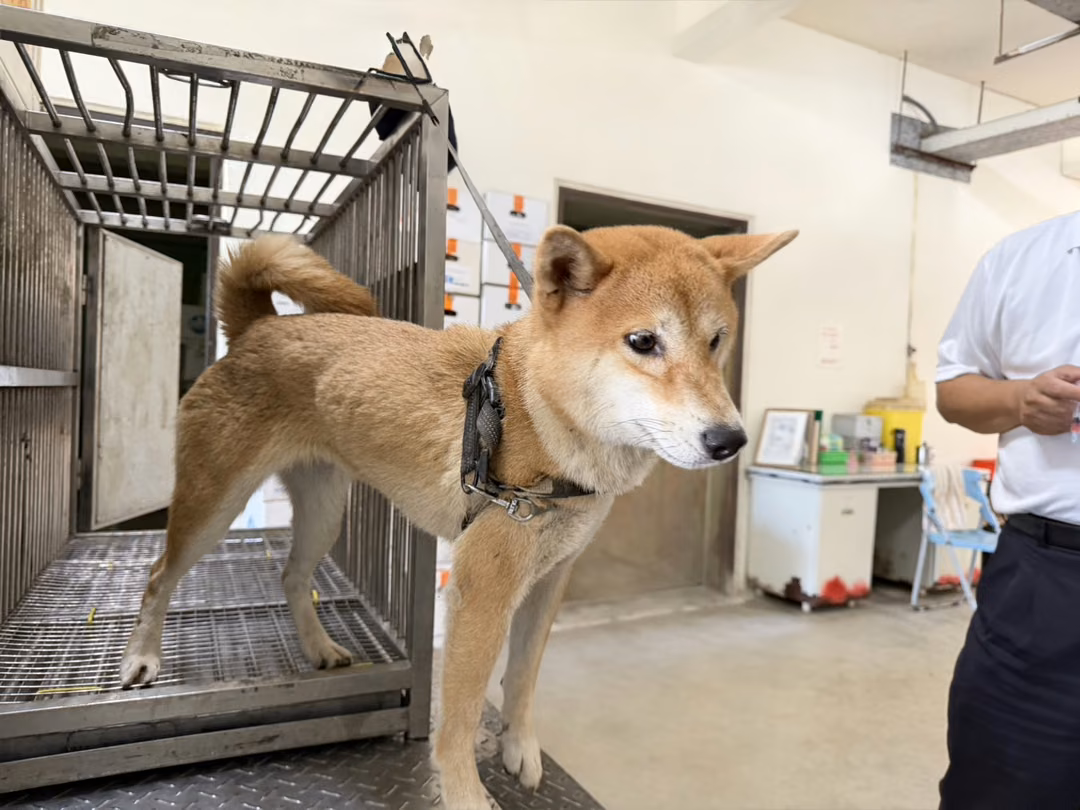 The dog, from the shelter's listing